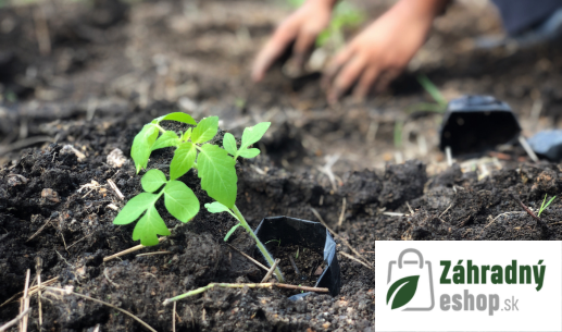 Ako si vypestovať rajčiaky zo semienok: jednoduchý návod pre  každého