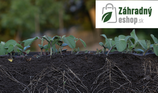 5 dôvodov, prečo by ste mali používať mykorhízne huby na svojej záhrade