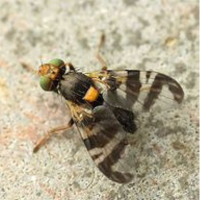 Vrtivka