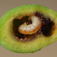 Piliarka
