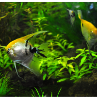 Akvaristika