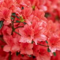 Hnojivo na azalky a rododendrony