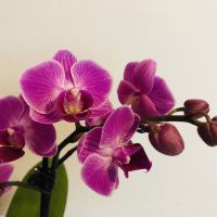 Hnojivo na orchidey