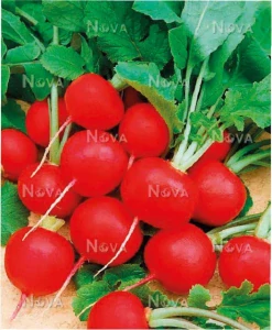Reďkovka Ester - výsevný pásik - Moravoseed