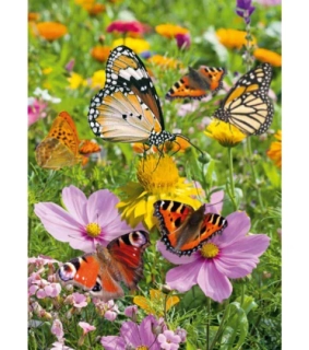  Kvetinová zmes pre motýle